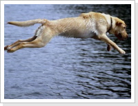 Hunde-Haftpflicht